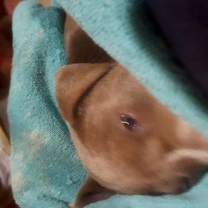 Meet your Posher, Peg